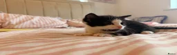 Mixed Breed cats for sale: 3 male Kittens - Advert 4