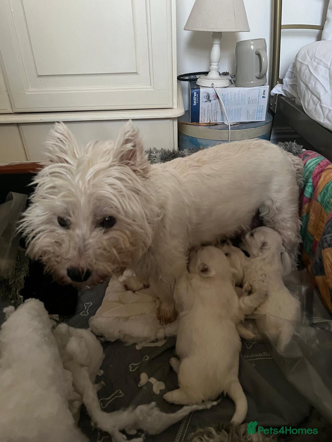 West Highland Terrier dogs for sale: Adorable cute little Westies need forever homes - Advert 11