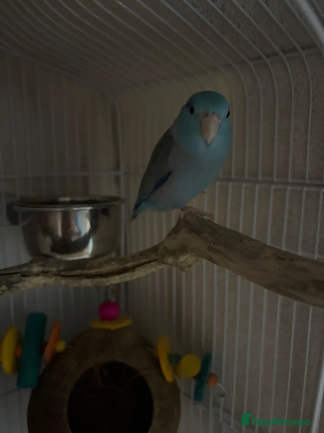 Parrots birds for sale: Male Blue Parrotlet  in Bedford - Advert 2