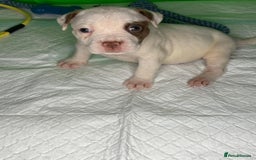 American Bulldog dogs for sale: American Bulldog - Image 7