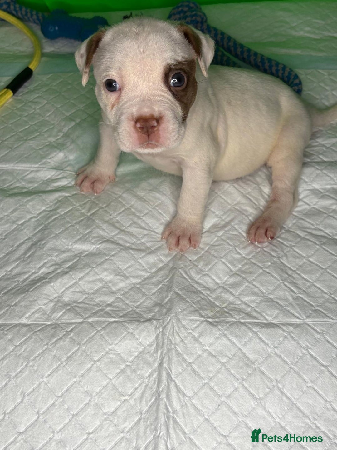 American Bulldog dogs for sale: American Bulldog - Image 7