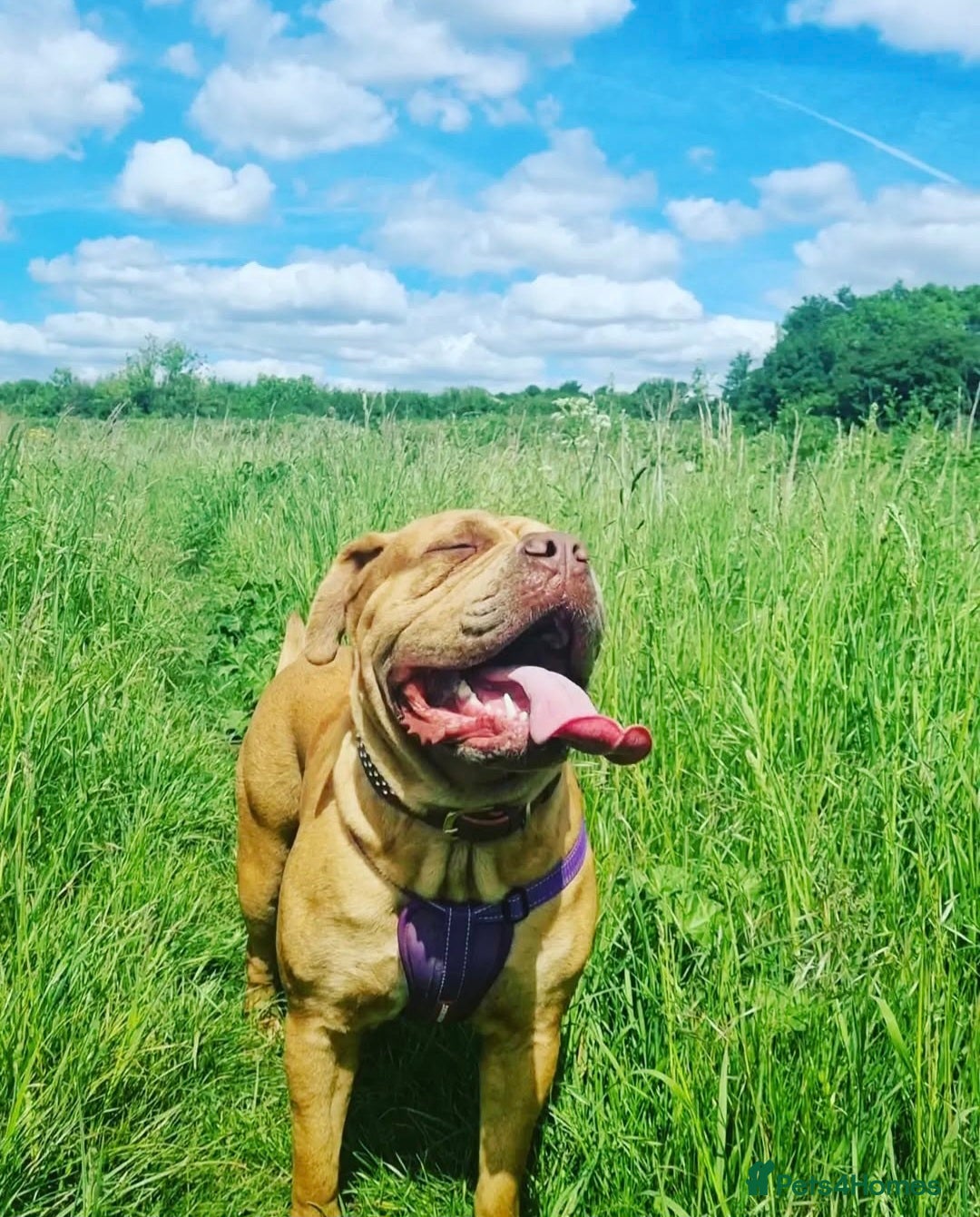 Mixed Breed dogs 5 year old female mastiff cross - Advert 2