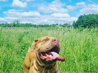 Mixed Breed dogs 5 year old female mastiff cross - Advert 6