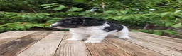 Standard Poodle dogs for sale: Parti Colour Fox Terrier x Standard Poodle Pups - Advert 31