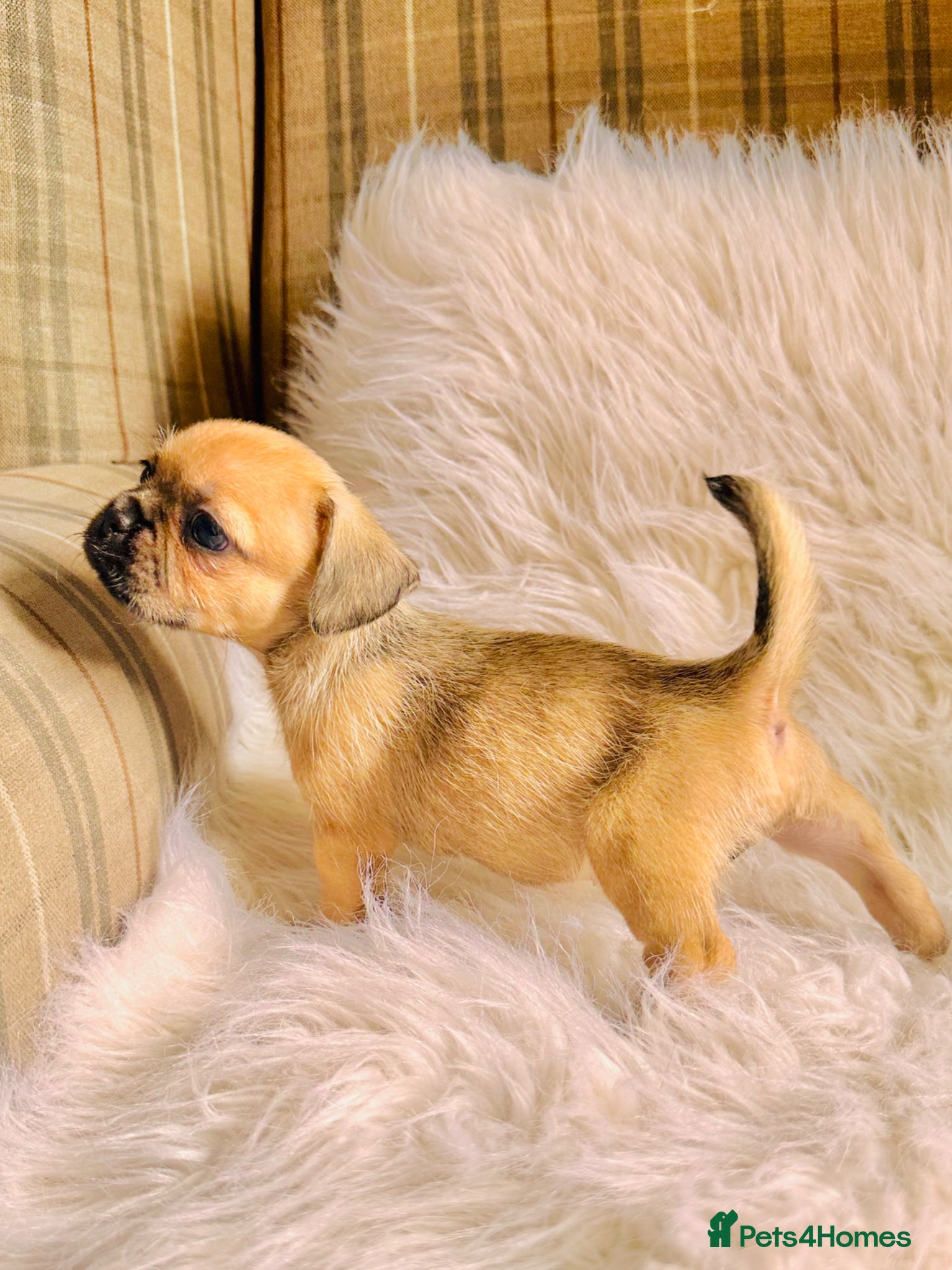 Mixed Breed dogs for sale: Shih Tzu x Frenchie pups - Advert 23