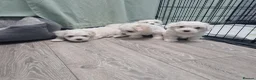 Maltese dogs for sale: Beautiful girls - Advert 3