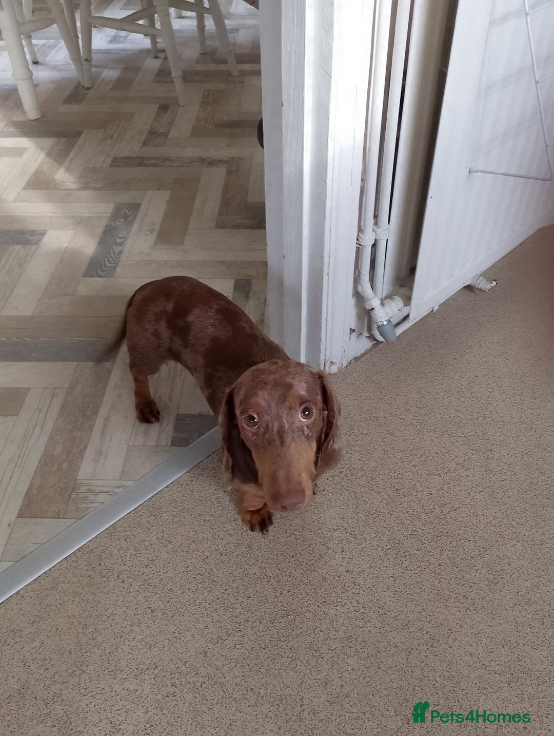 Dachshund dogs for sale: 3 year male dachshund  - Image 5