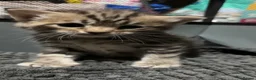 Bengal cats for sale: Bengal x nebelung girls  - Advert 9