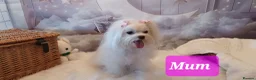 Maltipoo dogs for sale: Stunning Toy Asian & Korean F1 Maltipoo Apricot - Advert 33