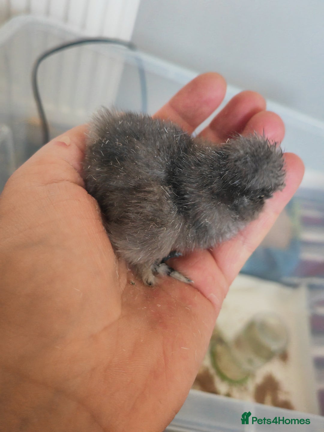 Chickens poultry for sale: USA silkie, jumbo coturnix, celadon quails - Image 16