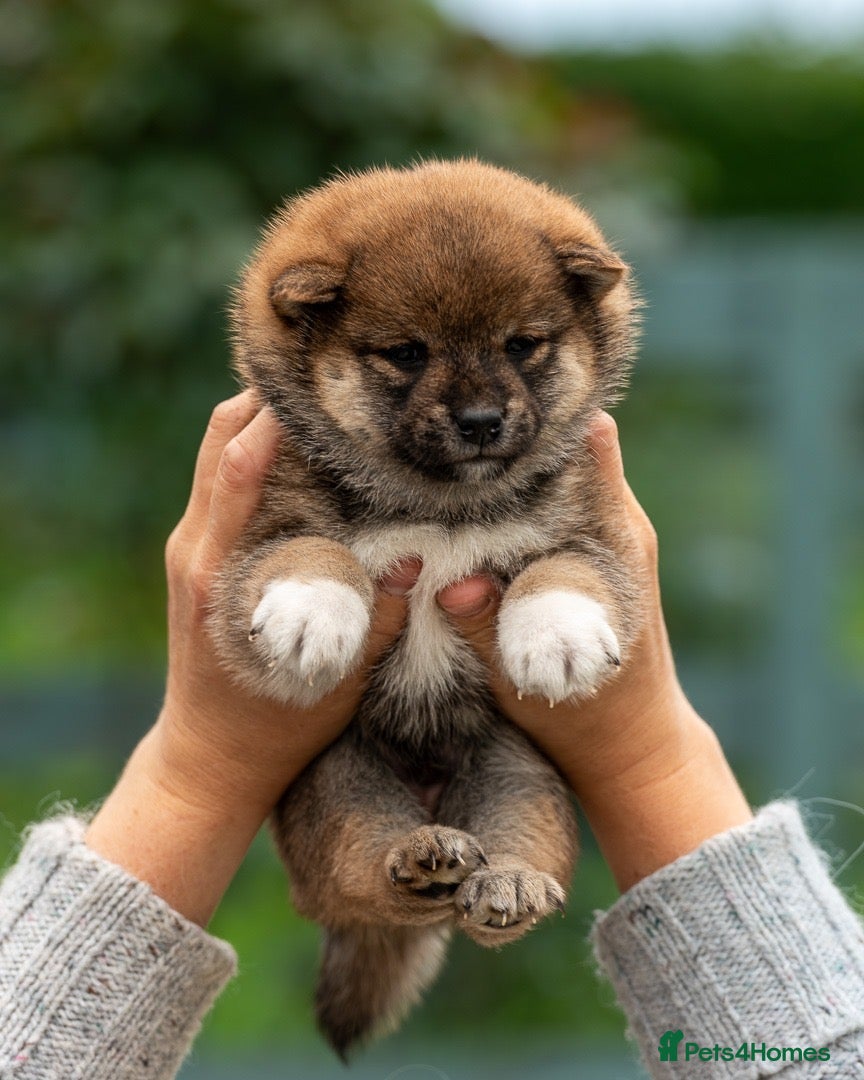 Japanese Shiba Inu dogs Exclusive Japanese Shiba Inu Puppies  🇯🇵 - Advert 14