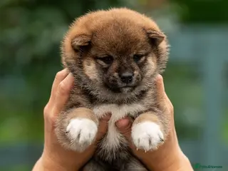 Japanese Shiba Inu dogs Exclusive Japanese Shiba Inu Puppies 🇯🇵 - Advert 2