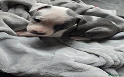 Staffordshire Bull Terrier dogs for sale: Staffordshire Bull Terrier  - Advert 9