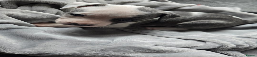 Staffordshire Bull Terrier Puppy 5