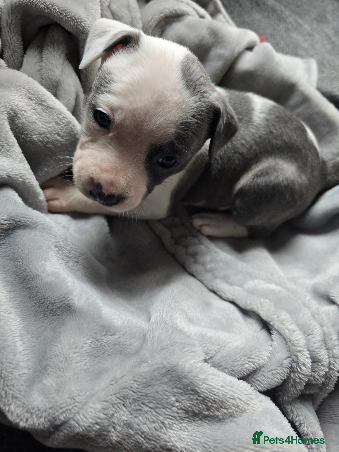 Staffordshire Bull Terrier dogs for sale: Staffordshire Bull Terrier  - Advert 9