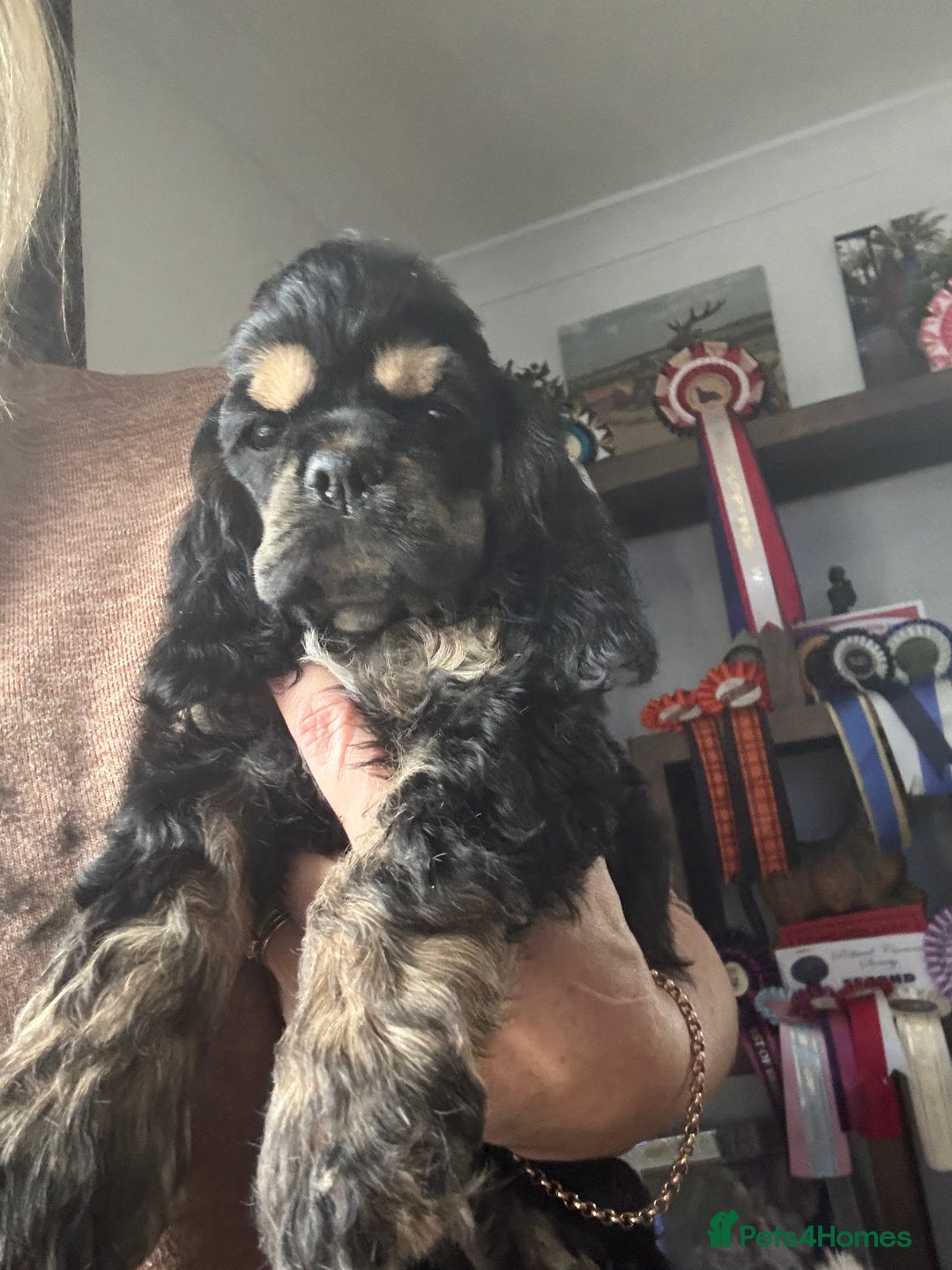American Cocker Spaniel dogs for sale: KC reg American puppies - Advert 11