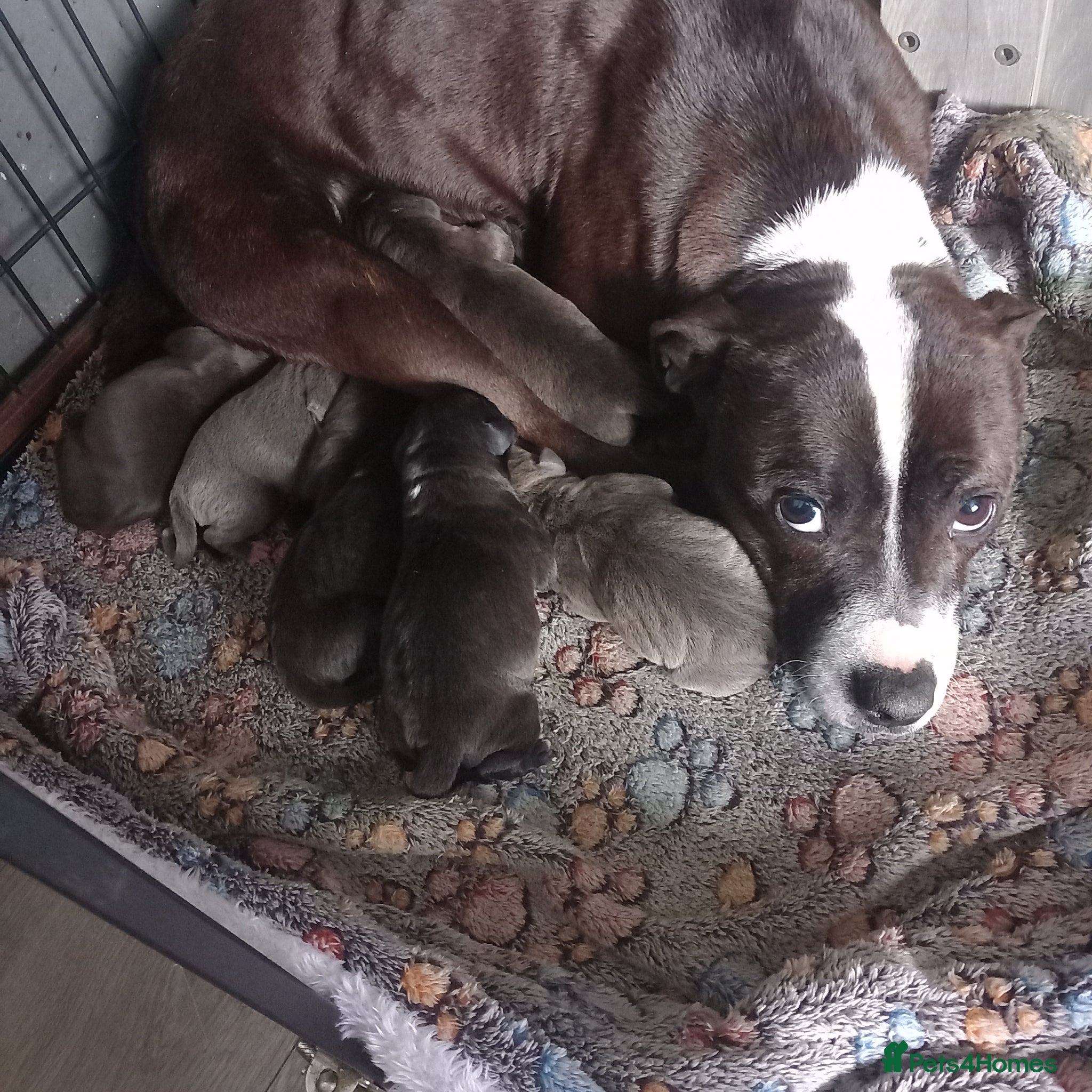 Staffordshire Bull Terrier dogs 5x blue/brindle staffy puppies - Advert 1