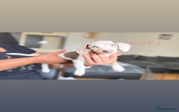 Miniature Dachshund dogs for sale: 3 gorgeous miniature dachshunds  - Image 3