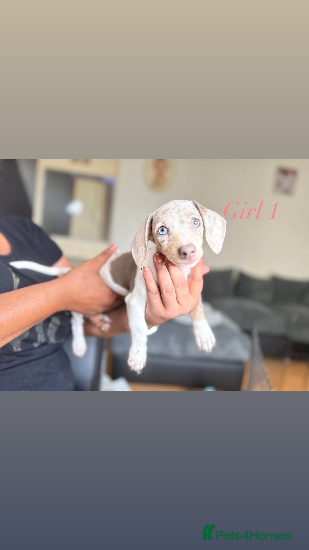 Miniature Dachshund dogs for sale: 3 gorgeous miniature dachshunds  - Image 3