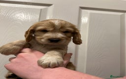 Cocker Spaniel dogs for sale: Gorgeous show type cocker spaniel  - Image 12