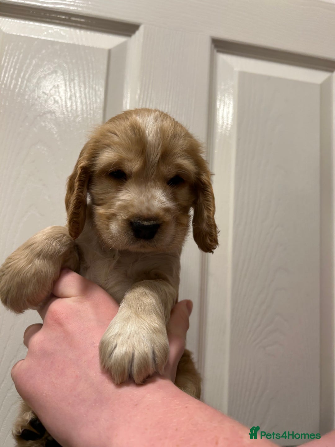 Cocker Spaniel dogs for sale: Gorgeous show type cocker spaniel  - Image 12