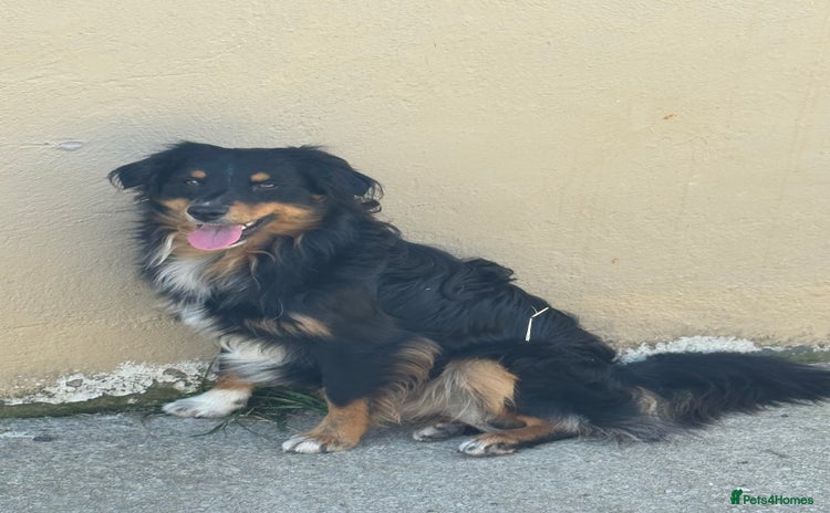 Australian Shepherd dogs - Advert 3