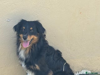 Australian Shepherd dogs - Advert 17