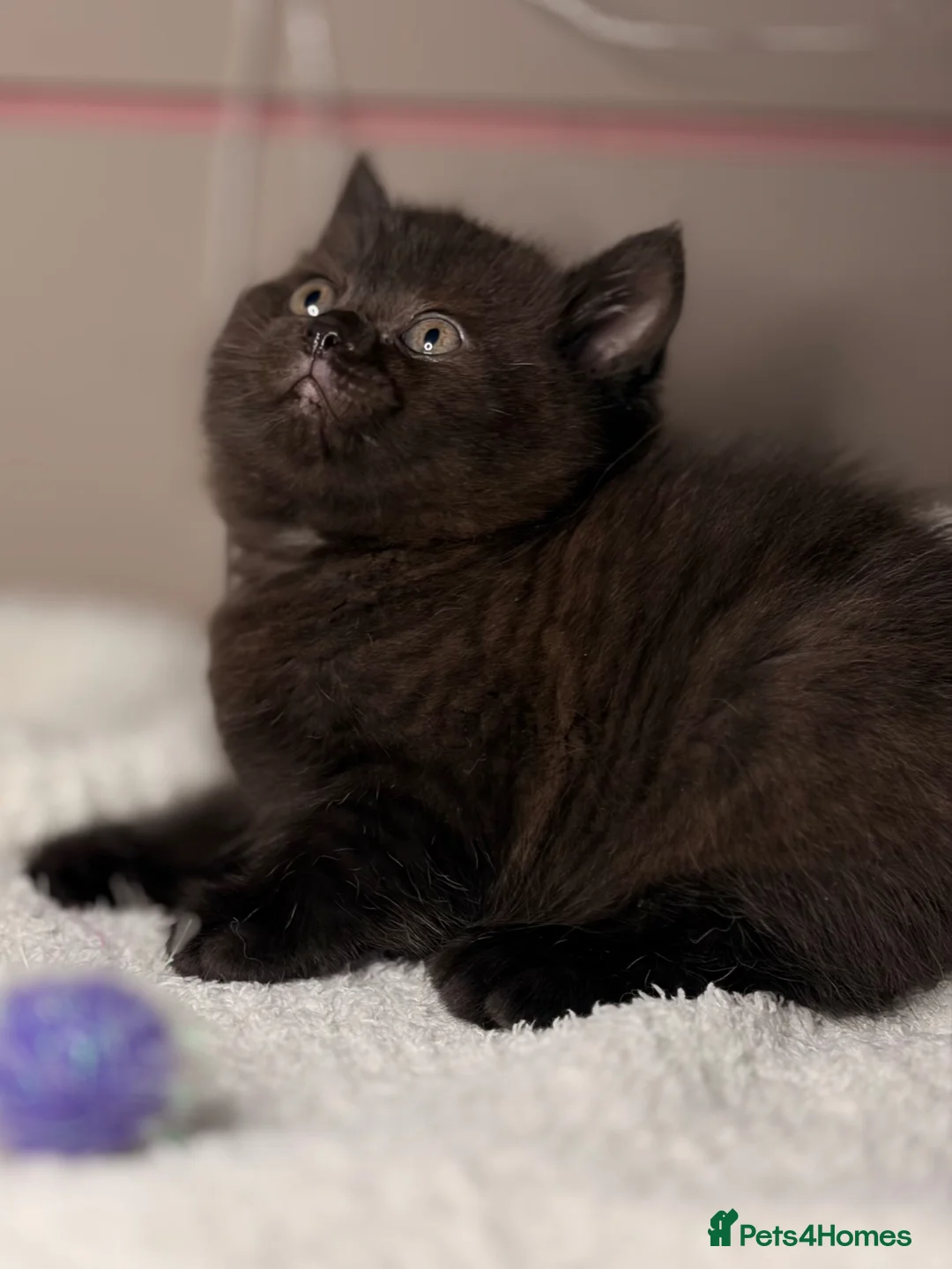 British Shorthair cats for sale: 4 British Shorthair kittens - Advert 10