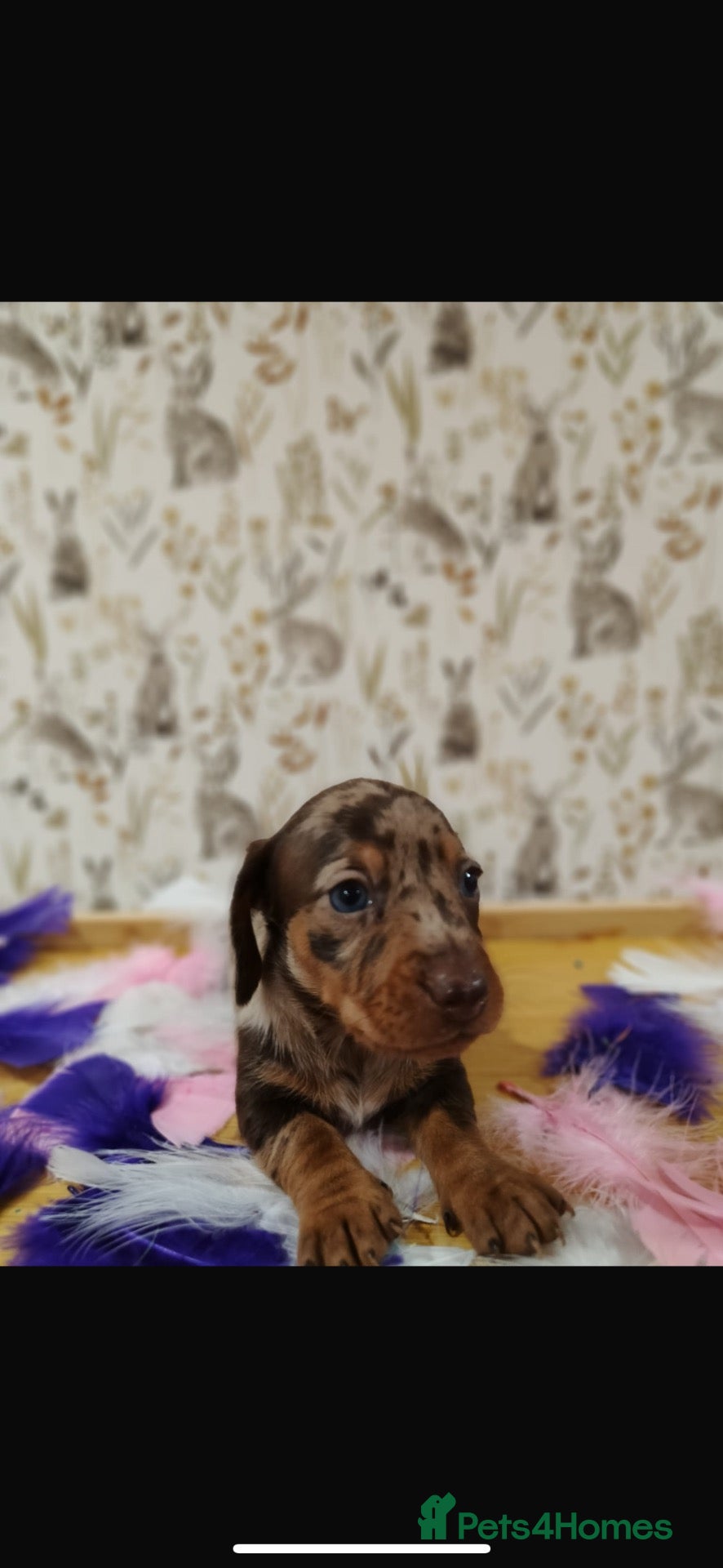 Miniature Dachshund dogs Beautiful miniature daschund  - Advert 1