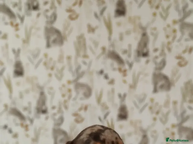 Miniature Dachshund dogs Beautiful miniature daschund - Advert 2