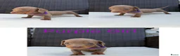 Miniature Dachshund dogs for sale: Miniture long haired dachshunds  in Kidderminster - Advert 6