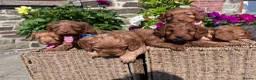 Cockapoo dogs for sale: Beautiful Toy Cockapoo Puppies (Health Tested)  - Advert 5