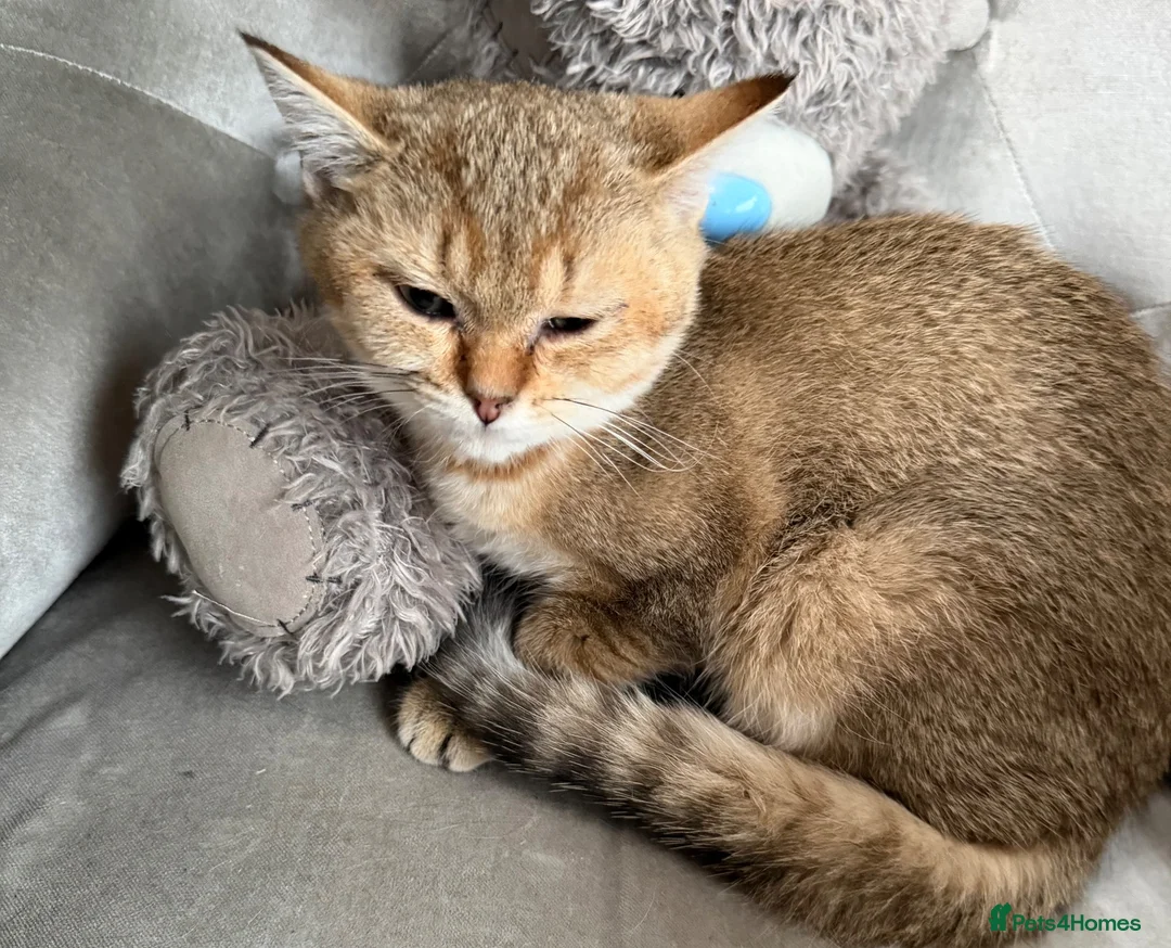 British Shorthair cats for sale: Two beautiful golden cats – male and female - Advert 2