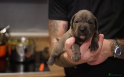 Cane Corso dogs for sale: 6 week old blue cane corso puppies  - Image 8