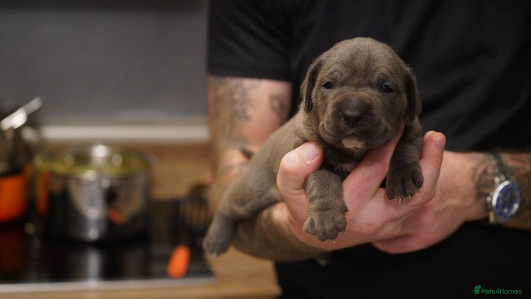 Cane Corso dogs for sale: 6 week old blue cane corso puppies  - Image 8