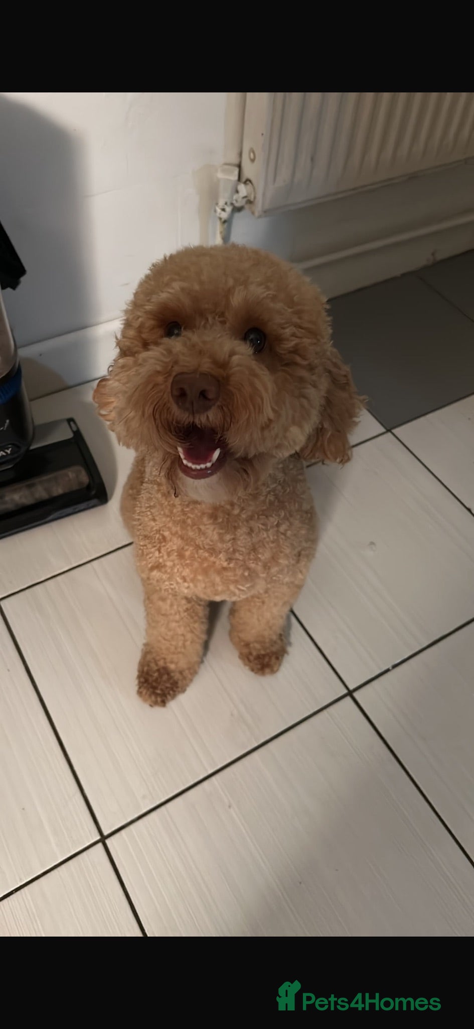 Cockapoo dogs Beautiful cockapoos - Advert 1