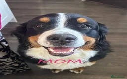 Bernese Mountain Dog dogs for sale: Bernese Mountain Dog Puppies - Image 8