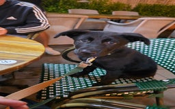 Mixed Breed dogs for sale: Tilly the Sheprador GSD/Lab cross - Image 15