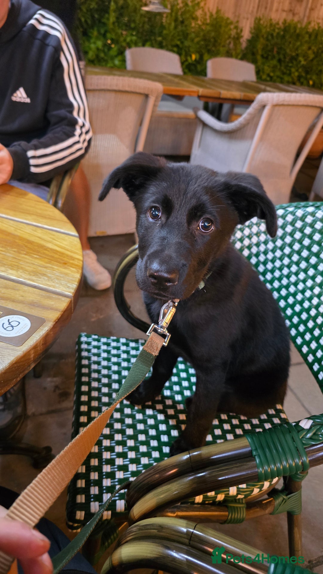 Mixed Breed dogs for sale: Tilly the Sheprador GSD/Lab cross - Image 15