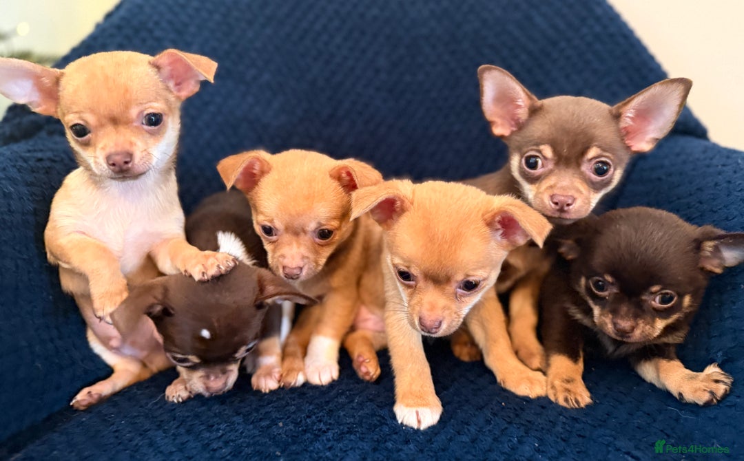 Chihuahua dogs for sale: Small Chihuahua puppies available today - Advert 12