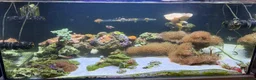 Other/Mixed Breed fish for sale: Full set up Marine fish tank - Advert 16