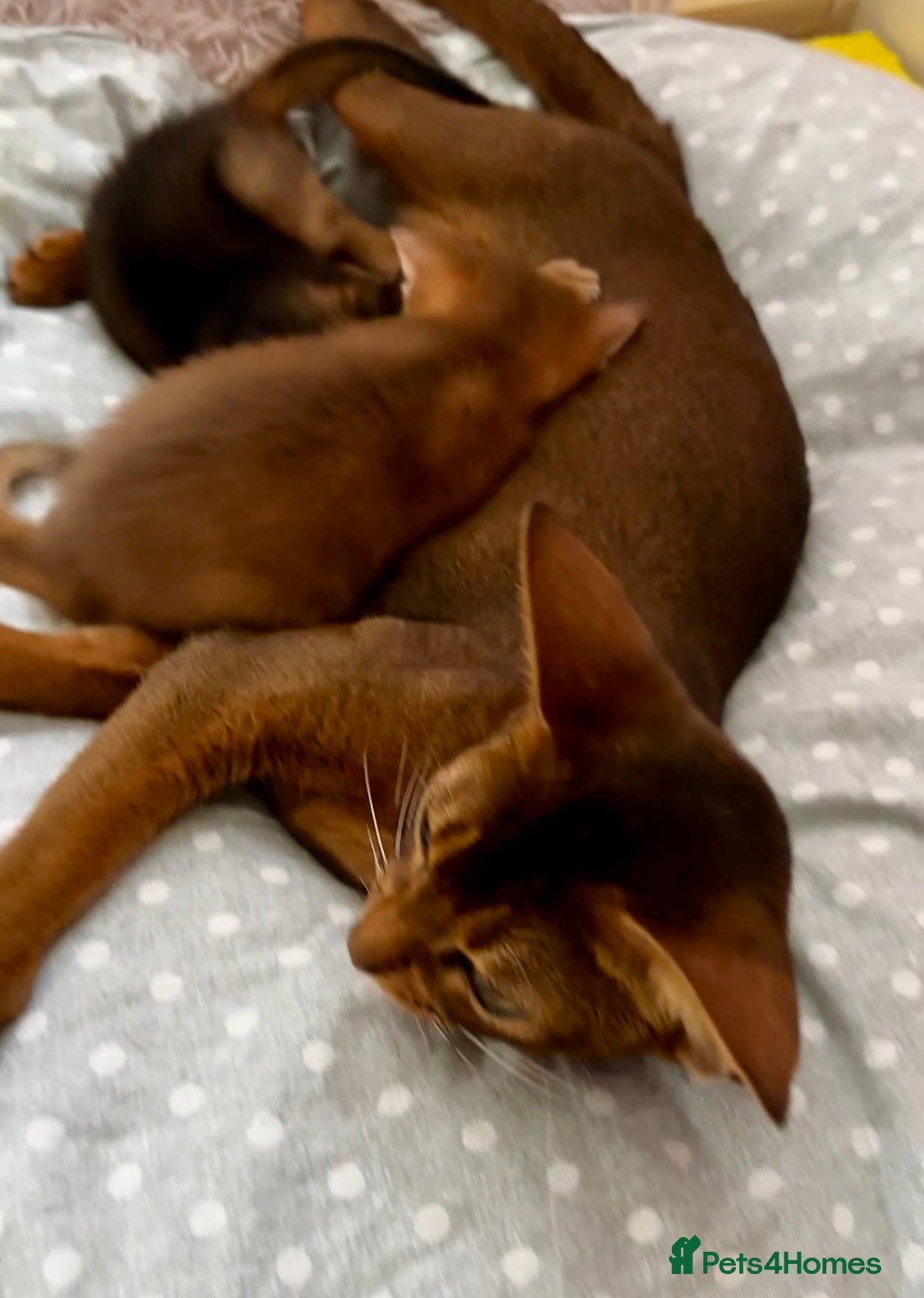 Abyssinian cats for sale: Beautiful Abyssinian Kittens- Raised with Love - Image 9