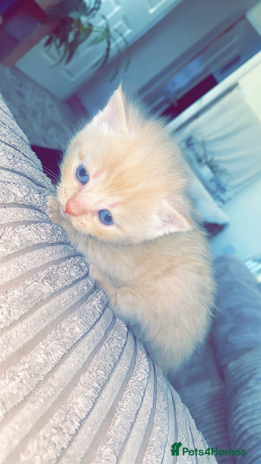 Domestic Shorthair cats for sale: Cream kittens  - Image 5