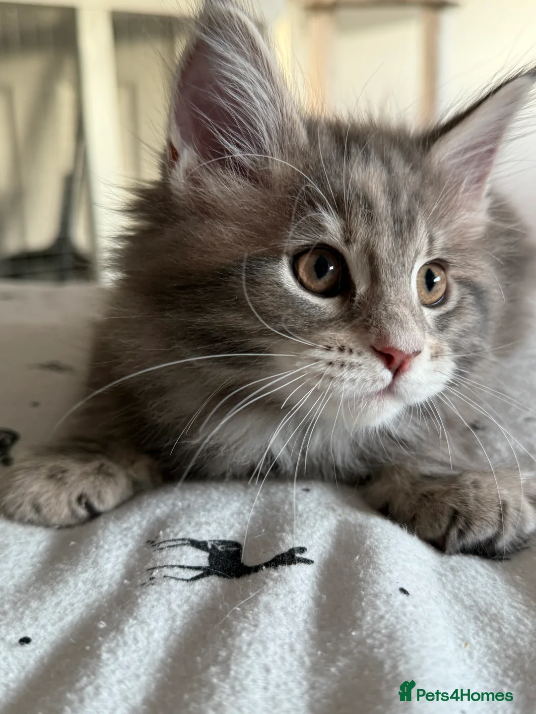 Maine Coon cats for sale: Beautiful GCCF registered Maine coon Kittens  - Advert 17