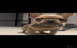 French Bulldog dogs for sale: French bull dog puppys  - Image 11