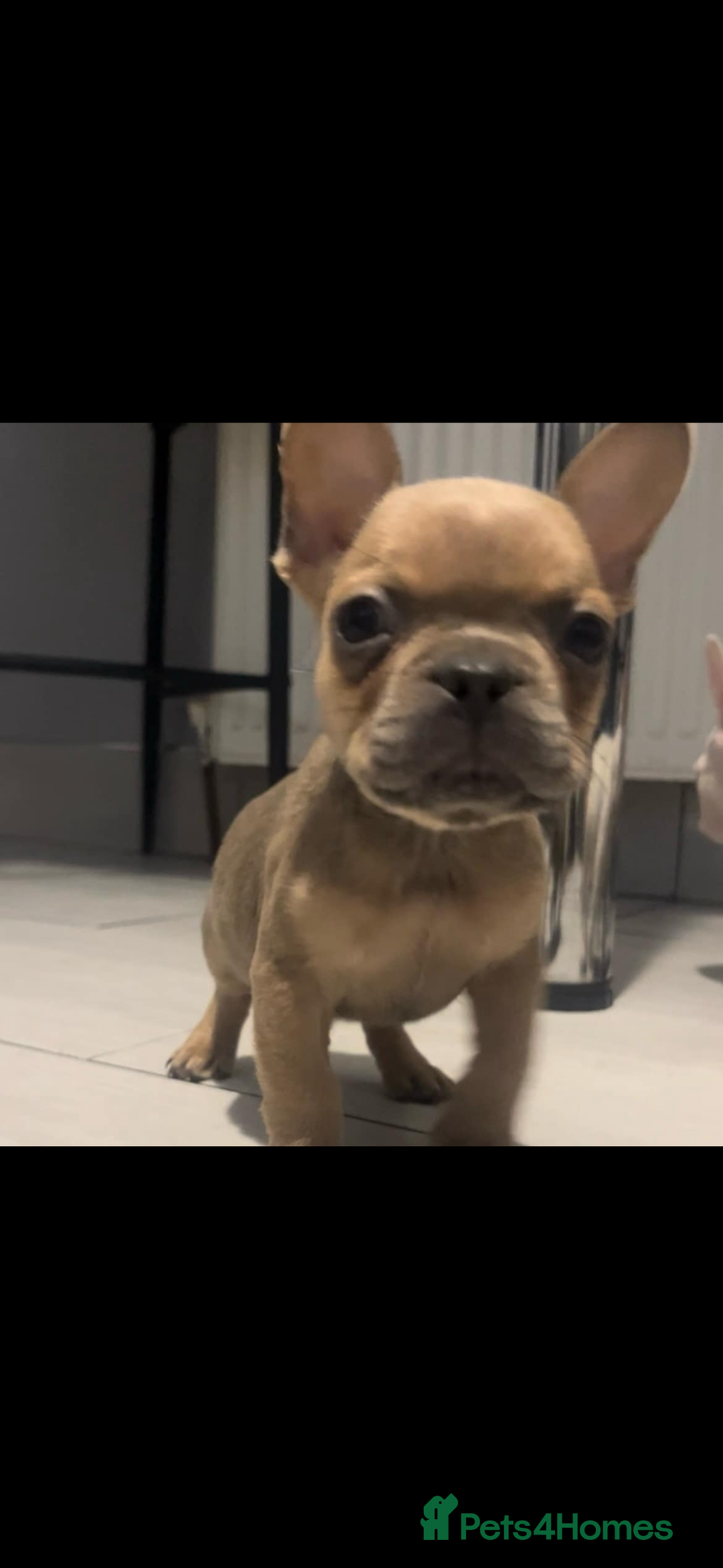 French Bulldog dogs for sale: French bull dog puppys  - Image 11