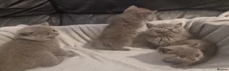 British Shorthair cats for sale: British shorthair kittens  - Advert 3