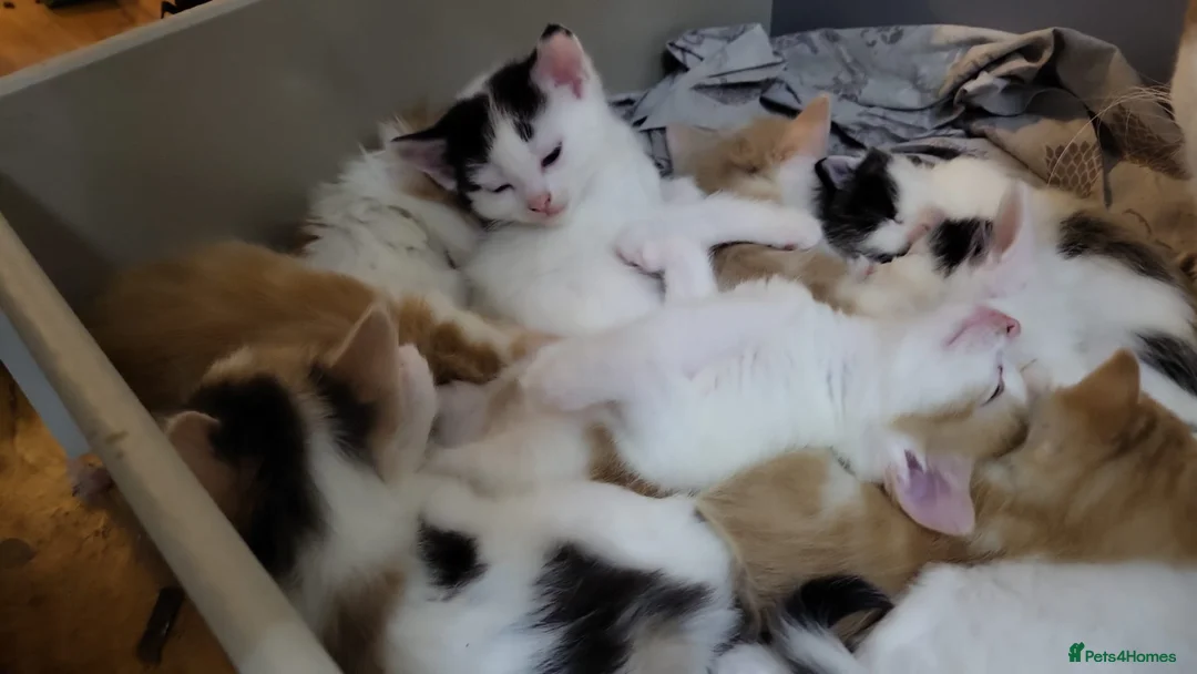 Mixed Breed cats for sale: Kittens for sale - Advert 15