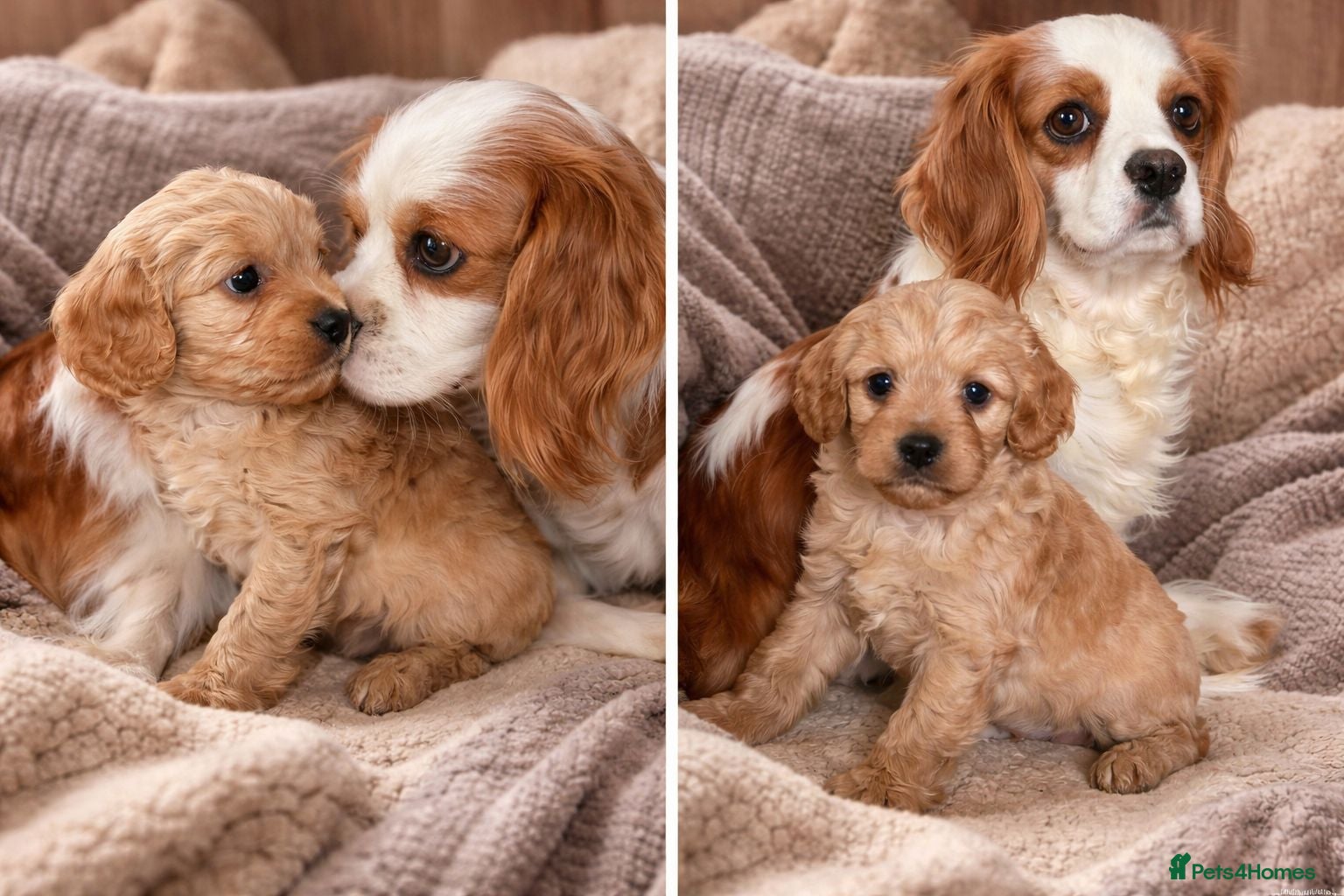 Cavapoo dogs Last female available beautiful red Cavapoo - Advert 2