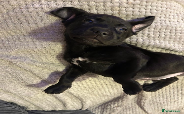 Mixed Breed dogs - Advert 10